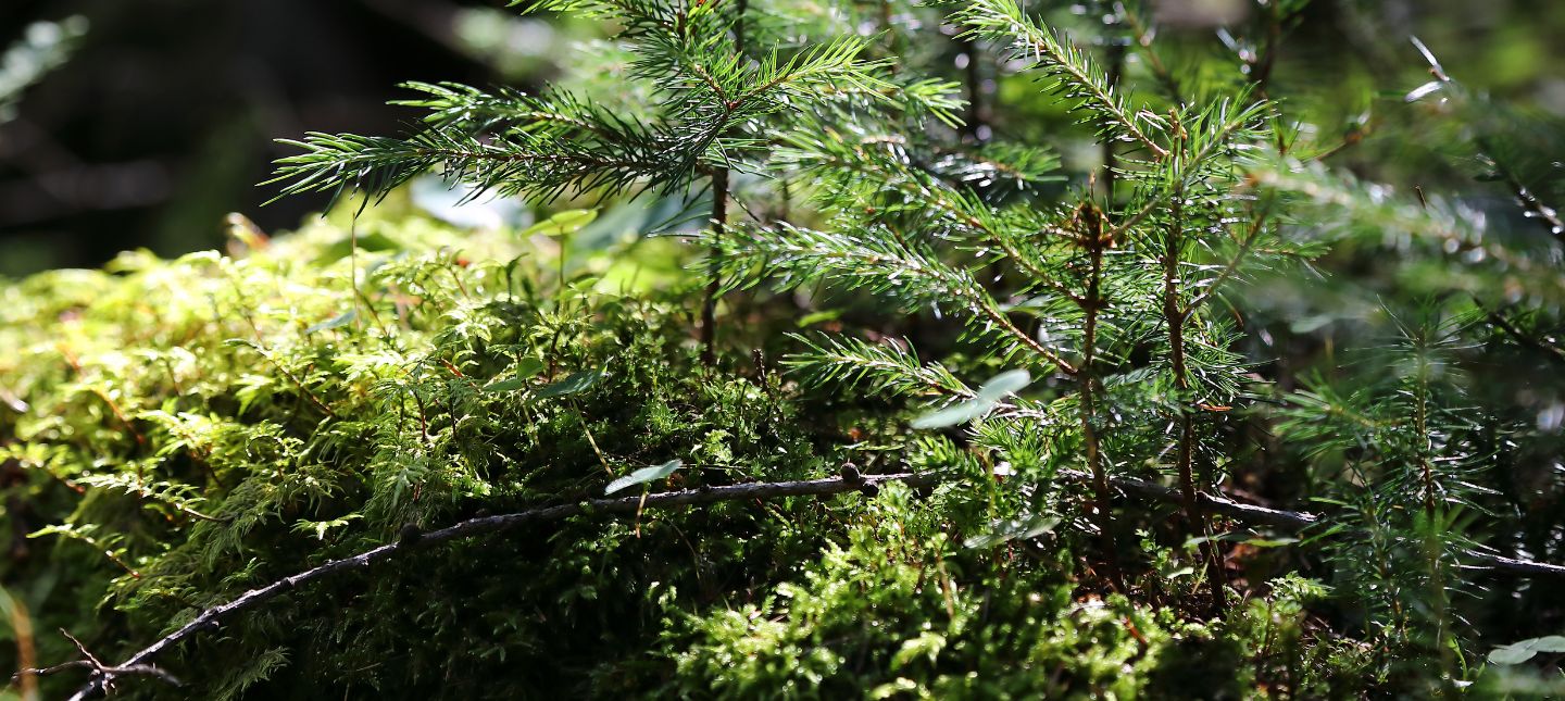 Plantes de sous-bois