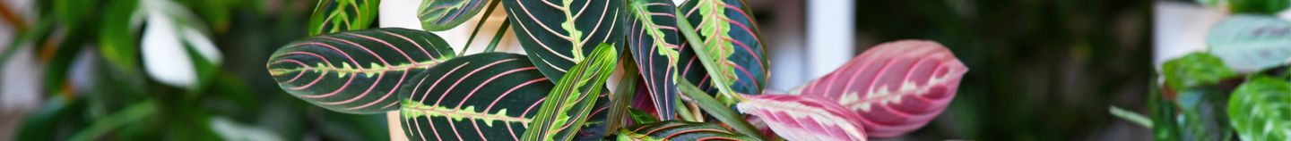 Plantes d’intérieur à feuillage coloré