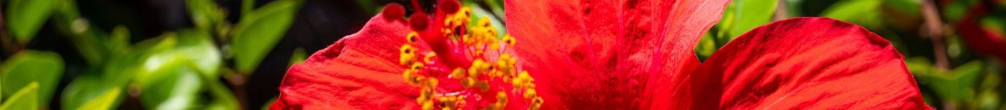 Plantes pour sol humide