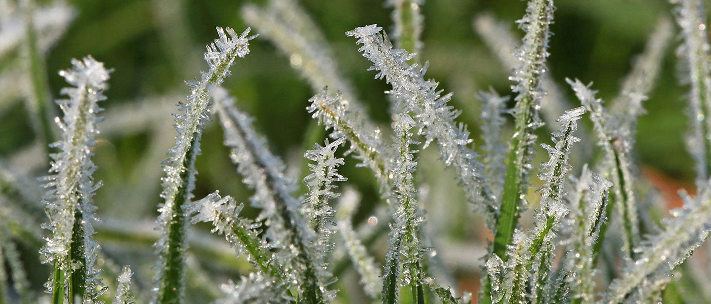Plantes résistantes au gel