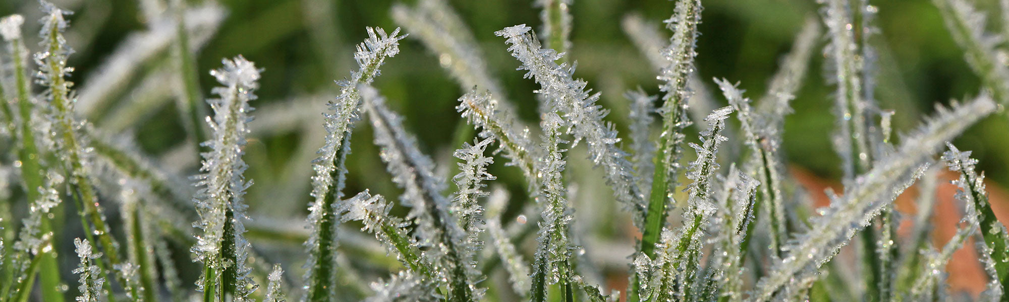 Plantes résistantes au gel