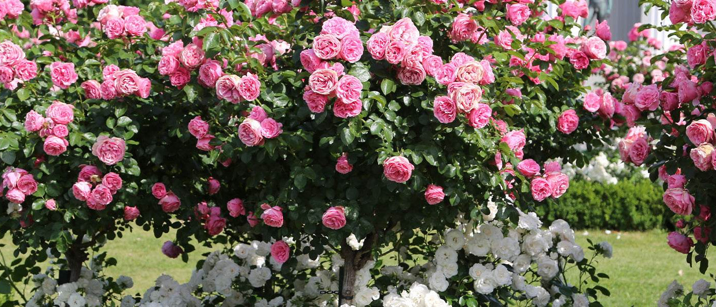 Rosiers sur tige