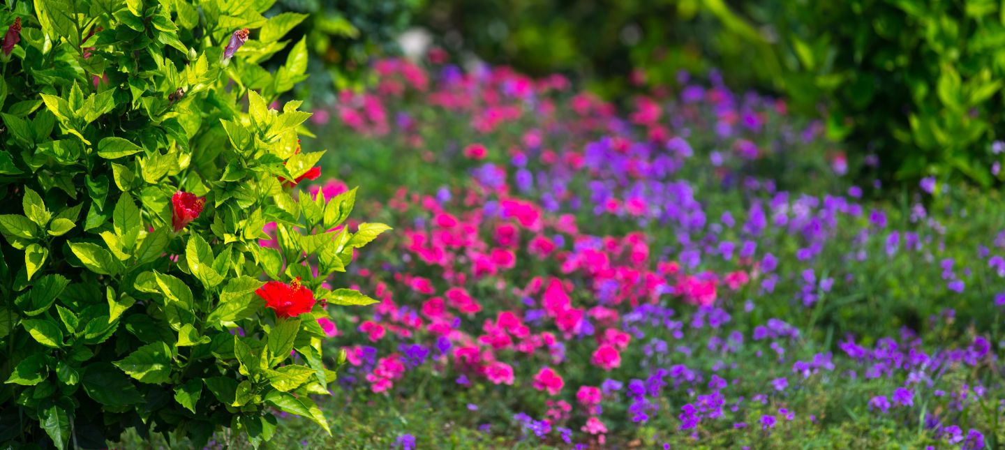 Jardin Coloré