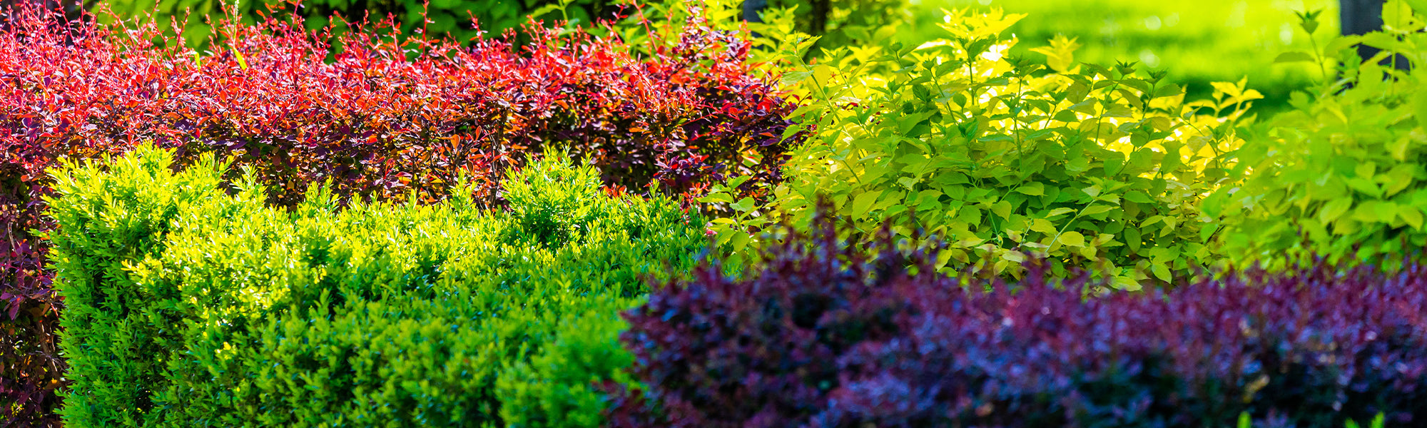 Plantes pour haie