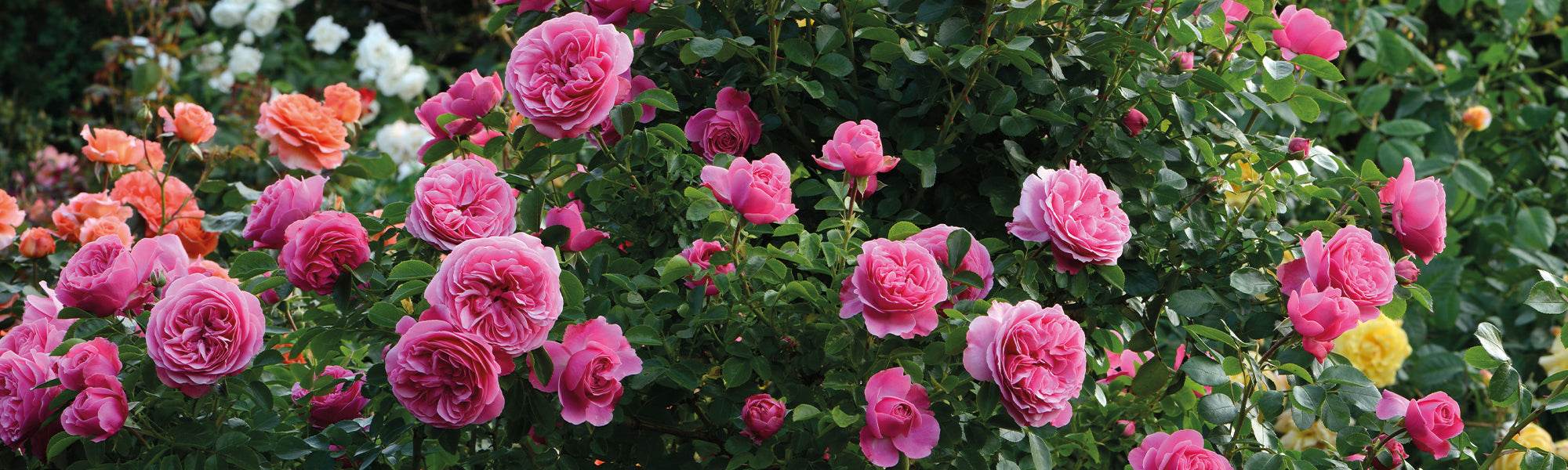 Rosiers nains