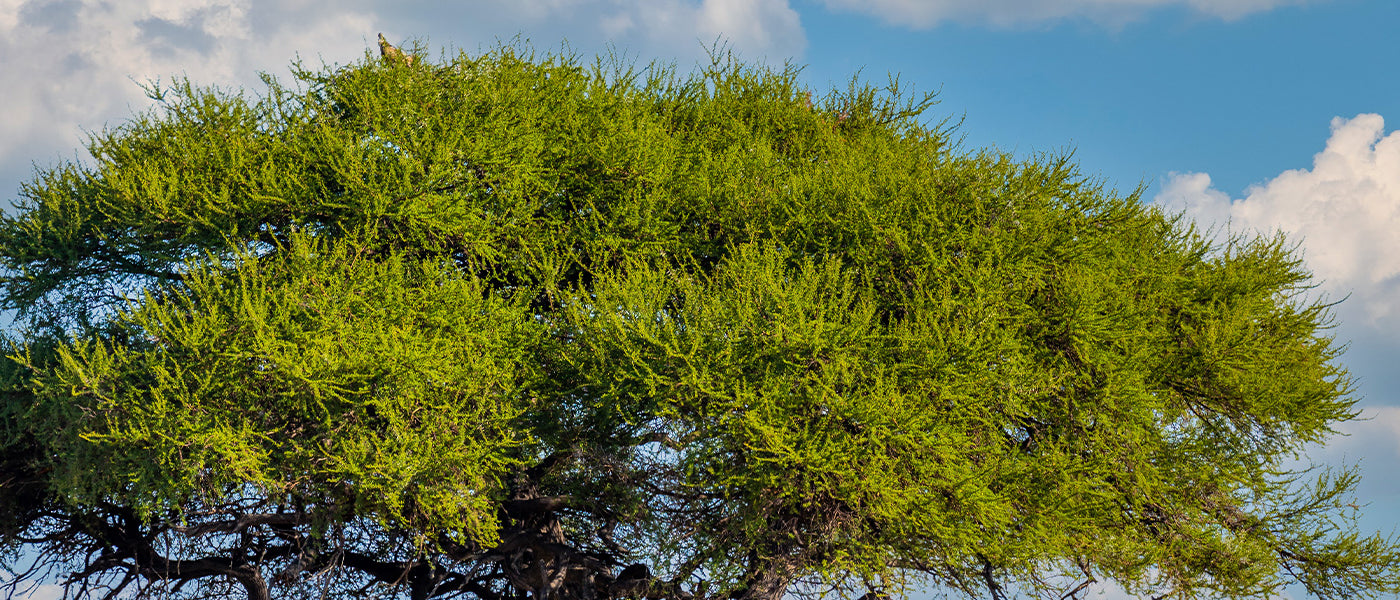 Acacias