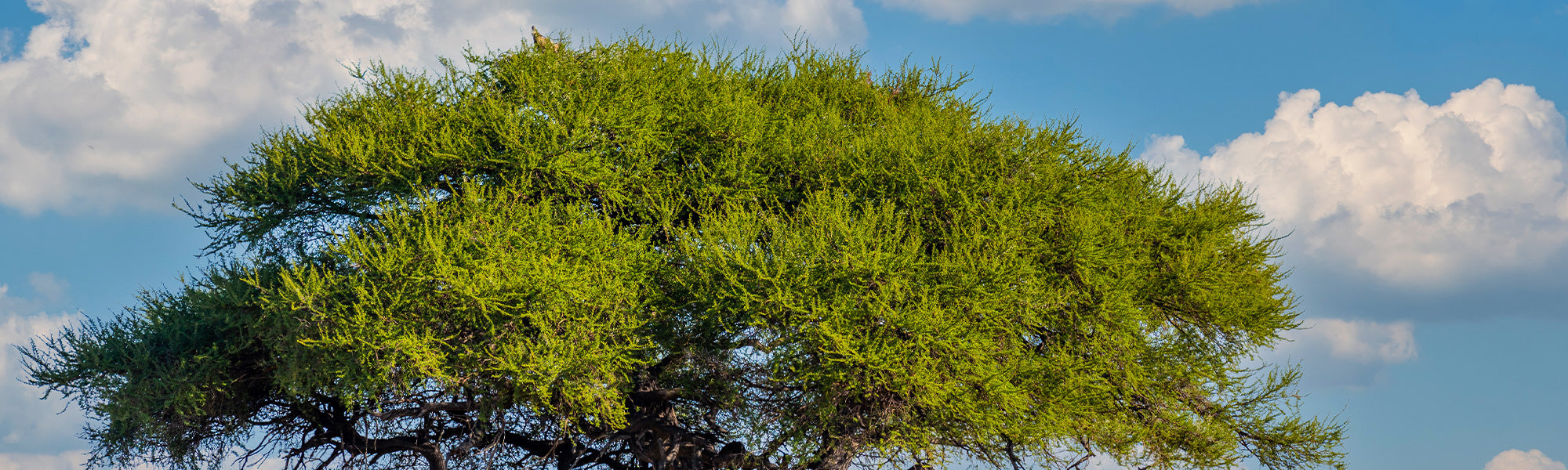 Acacias