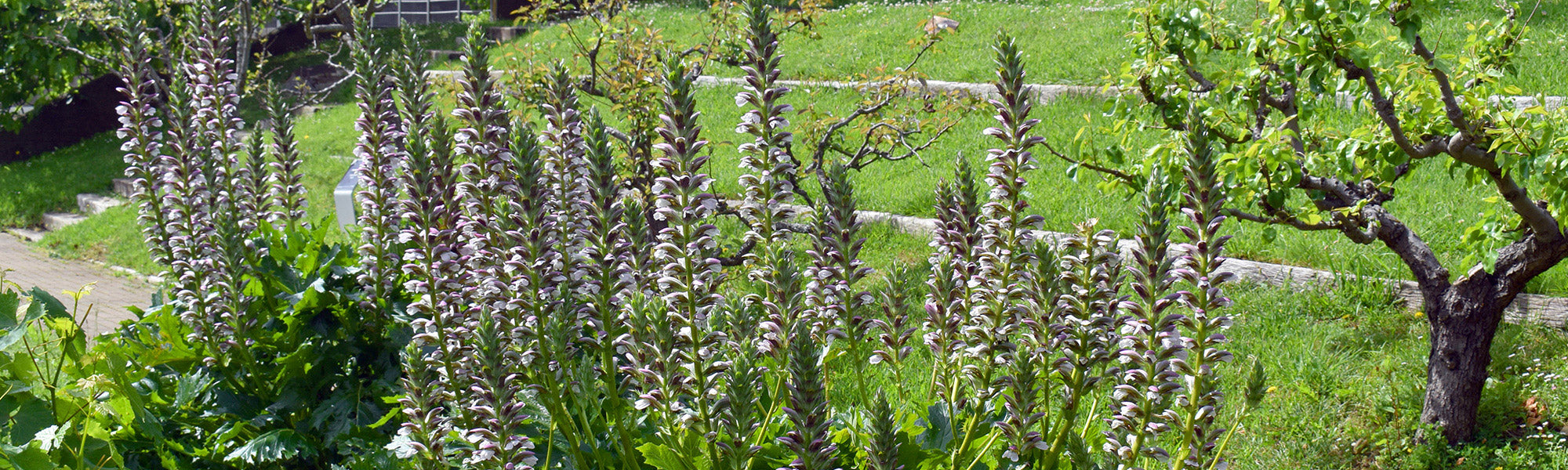 Acanthe molle - Acanthus mollis