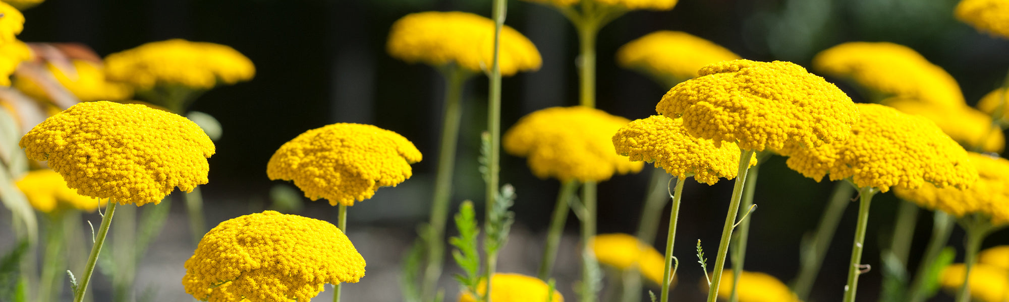Achillée millefeuille - Achillea millefolium