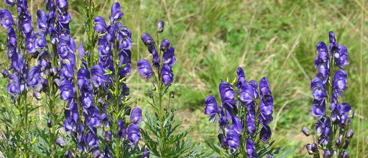 Aconit de Carmichael - Aconitum carmichaelii