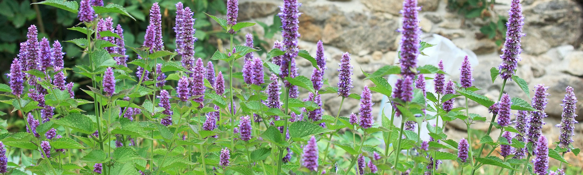 Agastache