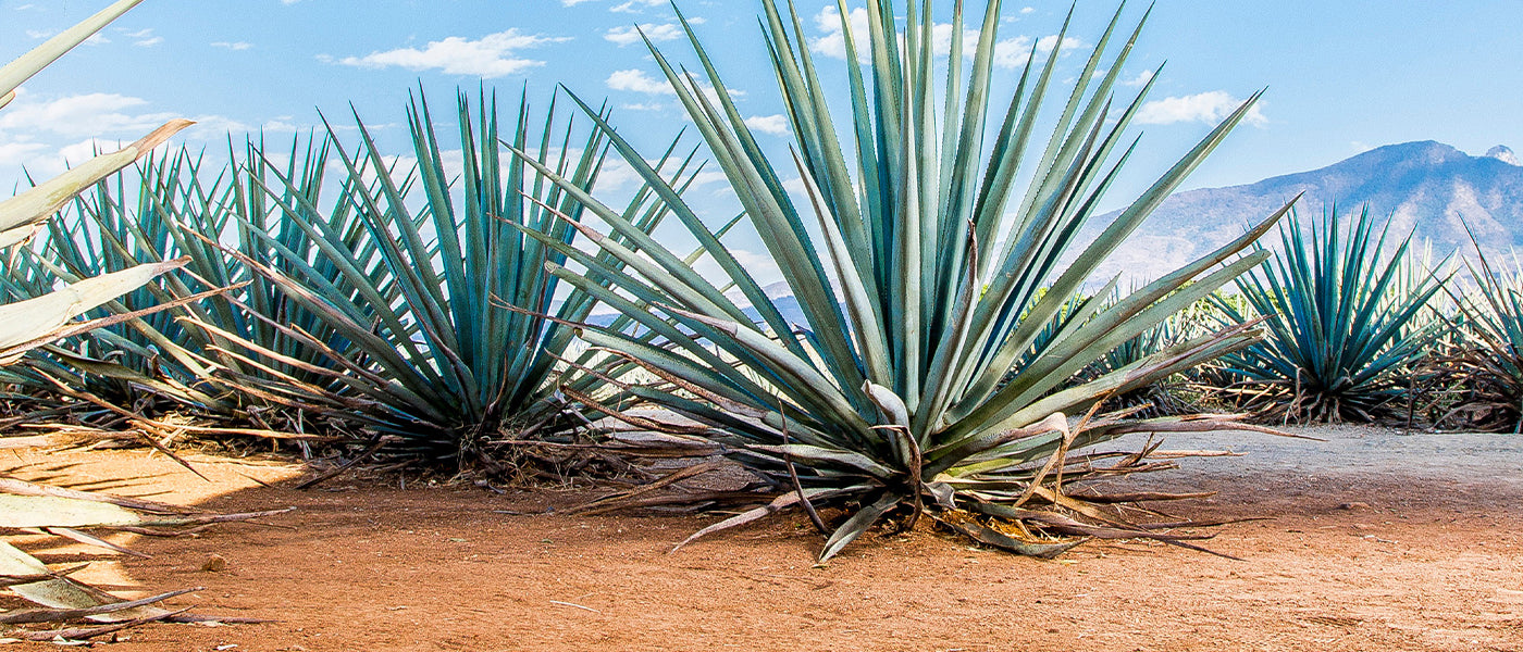 Agave bleu (Tequila) - Agave tequilana