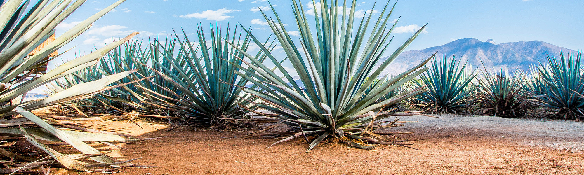 Agave attenuée - Agave attenuata