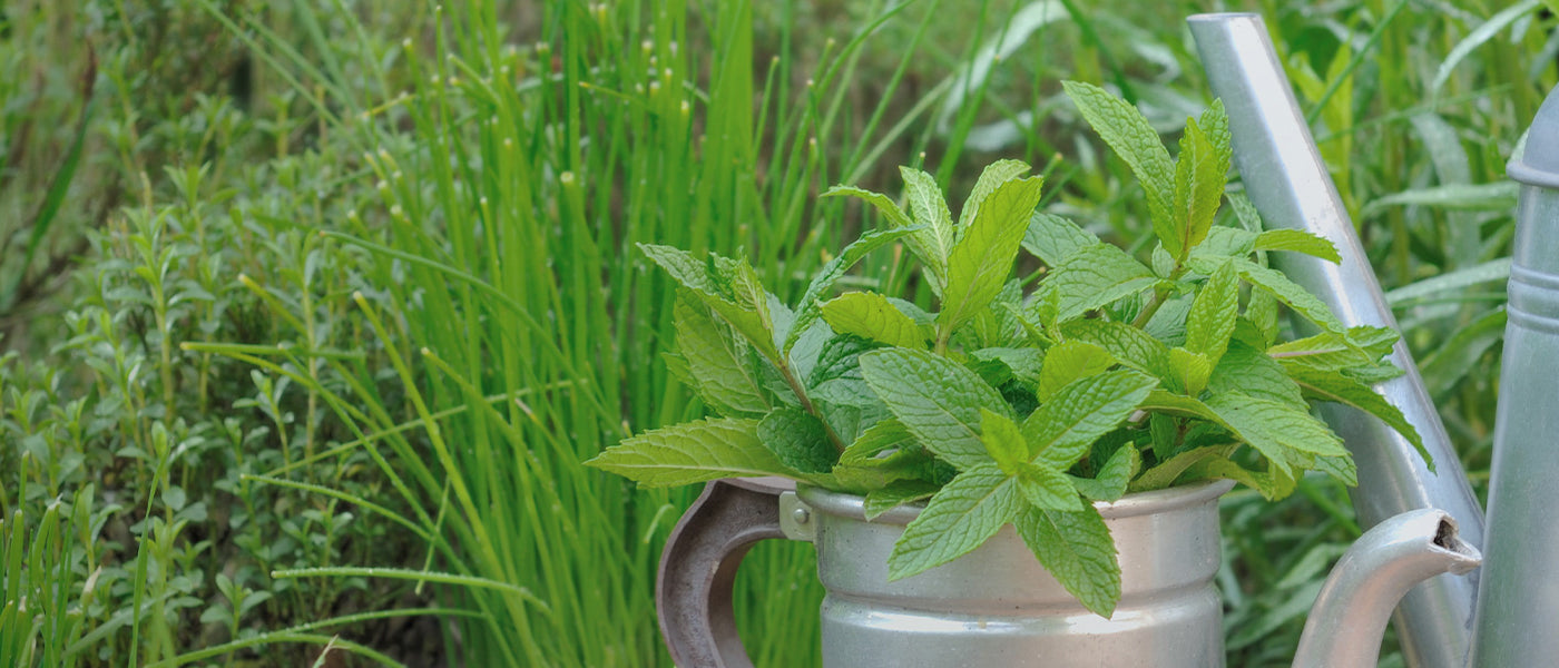 Basilic pourpre