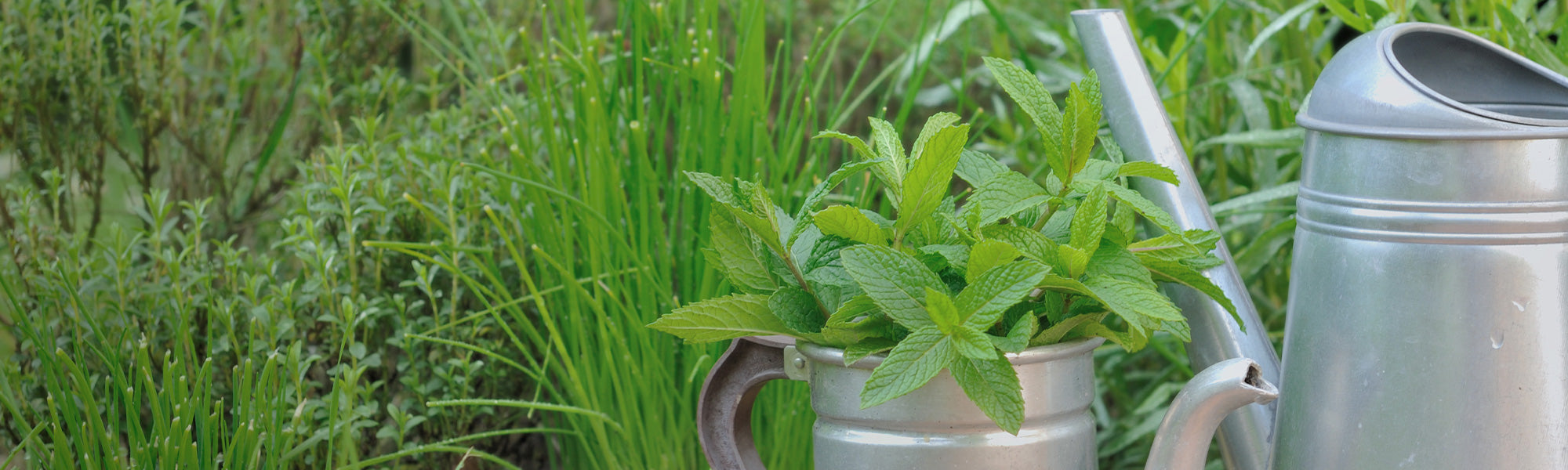 Basilic africain - Ocimum gratissimum