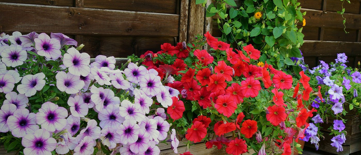 Balcon par période de floraison