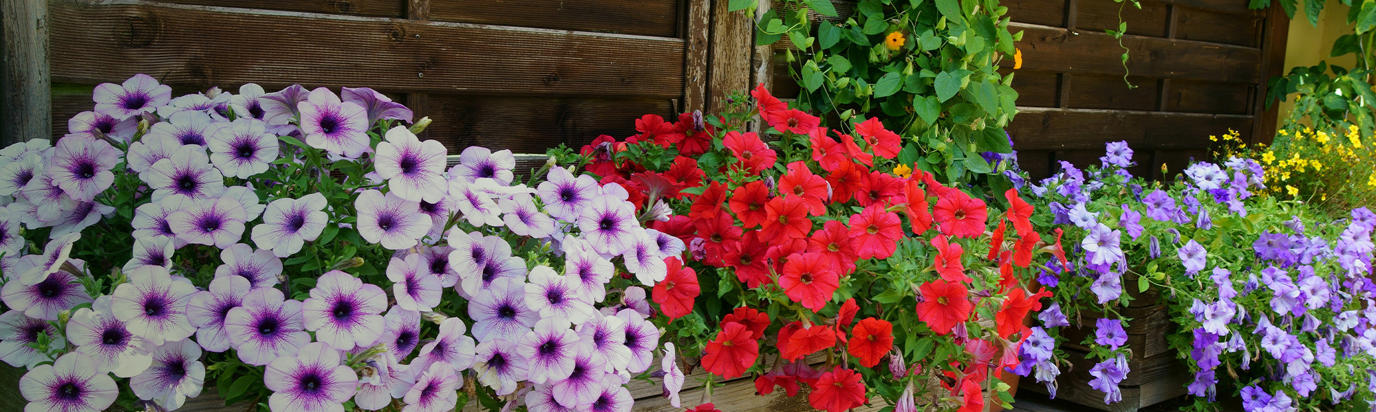 Balcon par période de floraison
