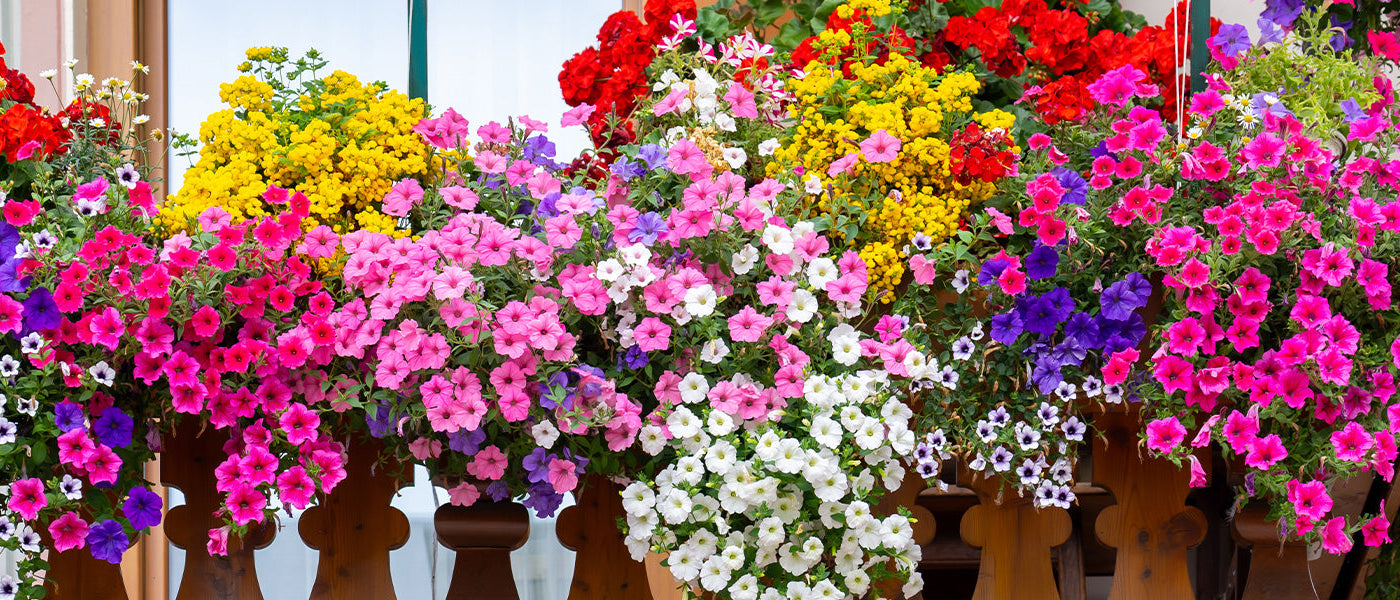 Balcon en fleurs -20%