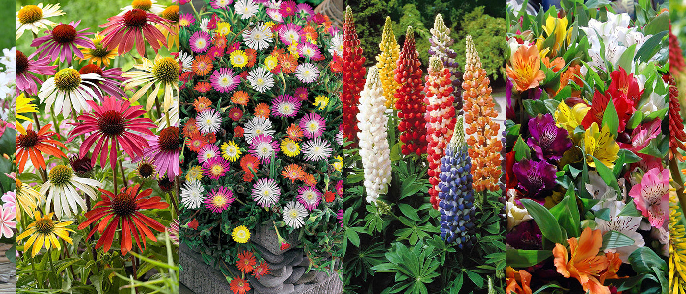 Des couleurs au jardin | -10%