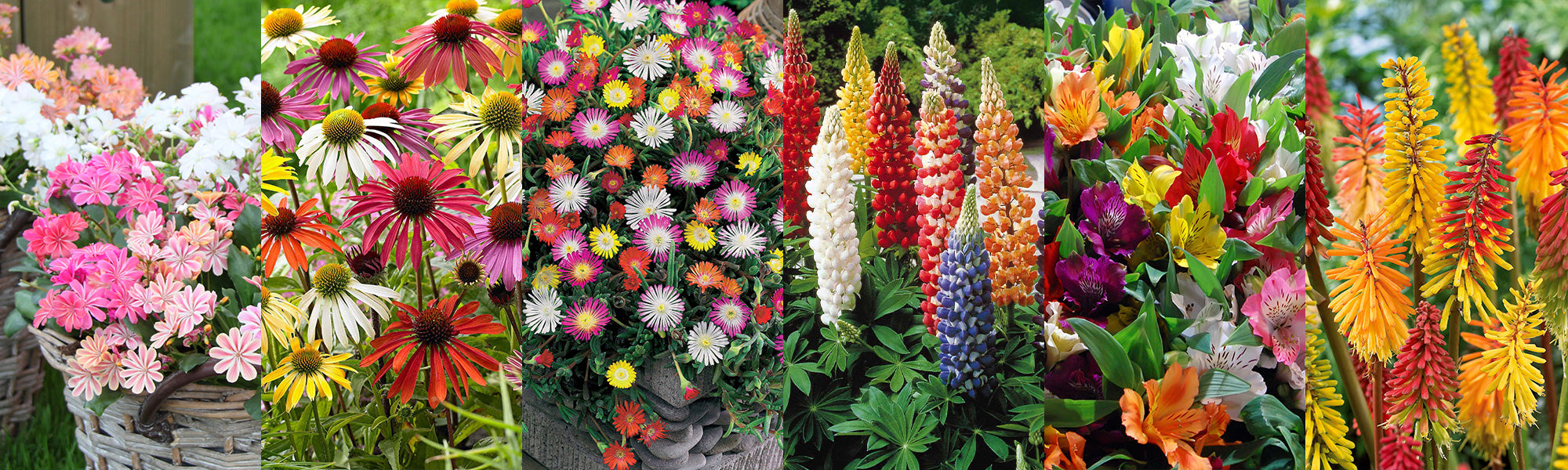 Des couleurs au jardin | -10%