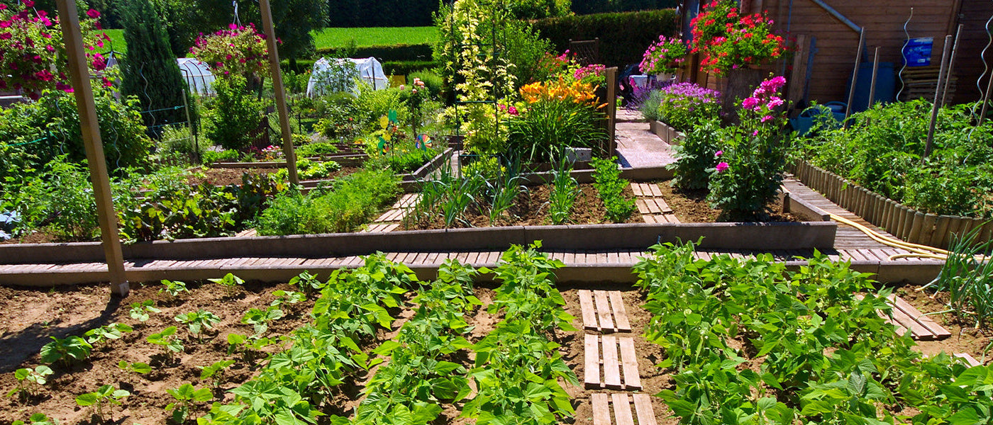 Déstockage jusqu’à -70% : graines de légumes !