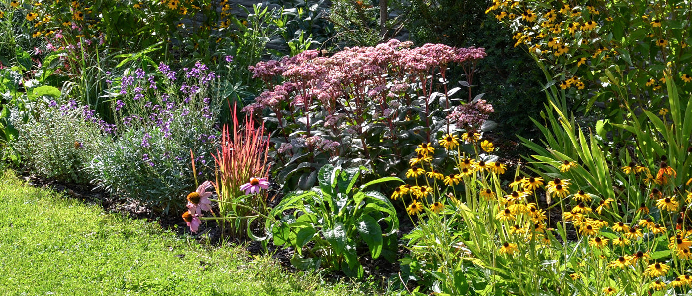 Plantes à floraison tardive | -10%
