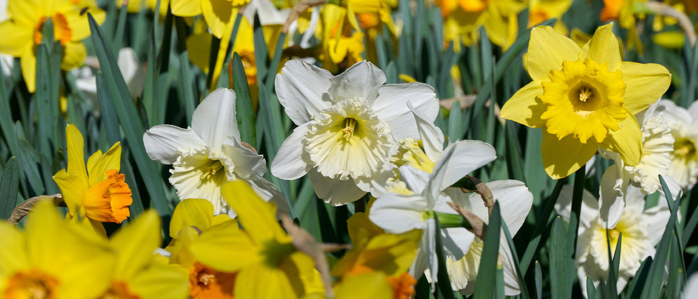 Focus sur les narcisses