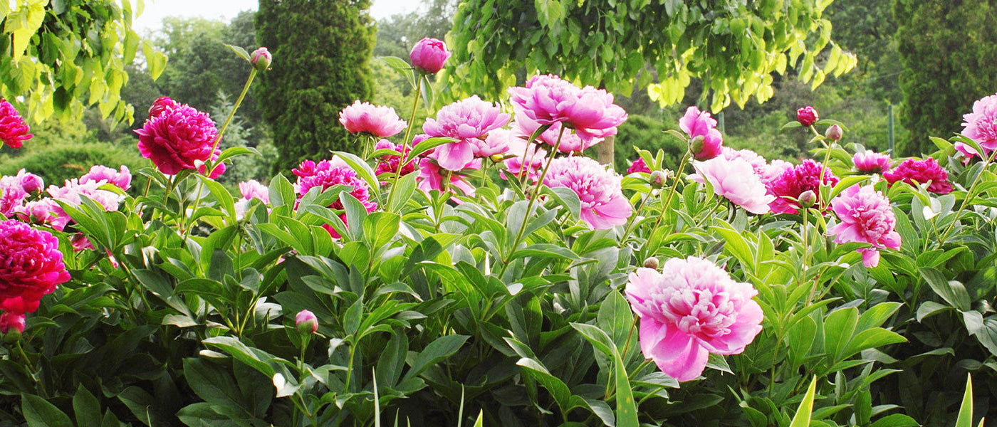 Focus pivoines