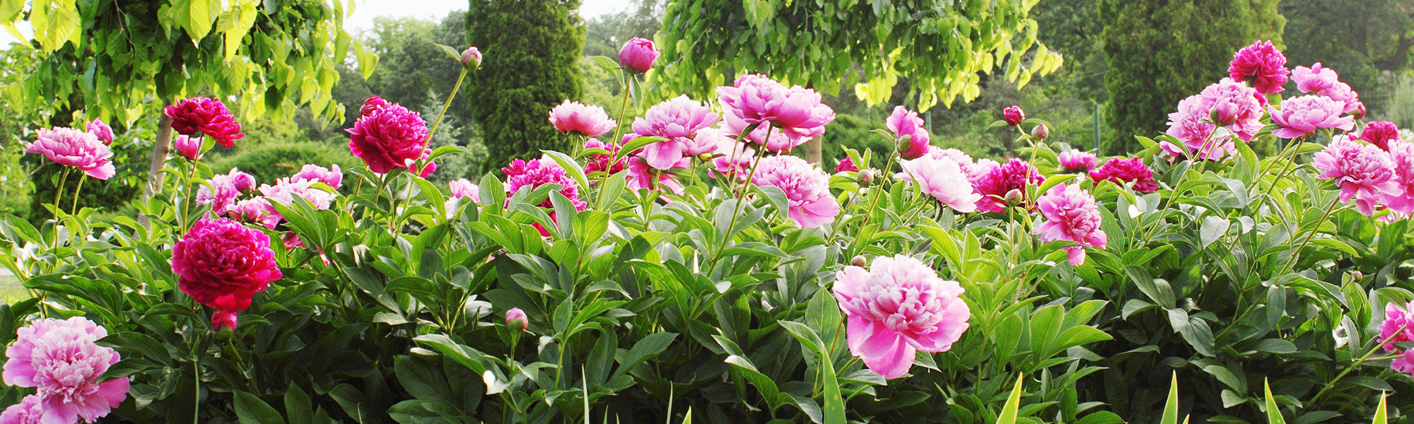 Focus pivoines