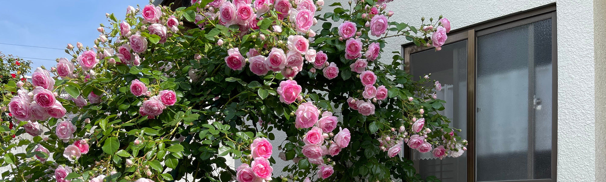 Focus sur les rosiers en pot !
