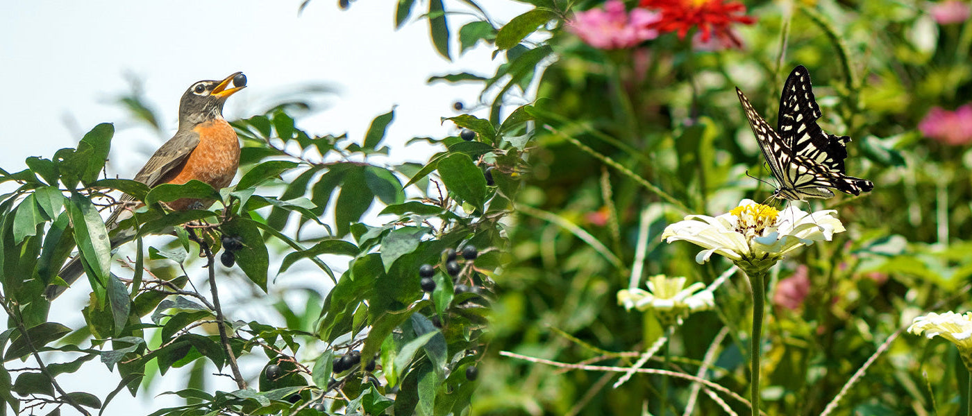 Un jardin refuge pour la biodiversité | -10%