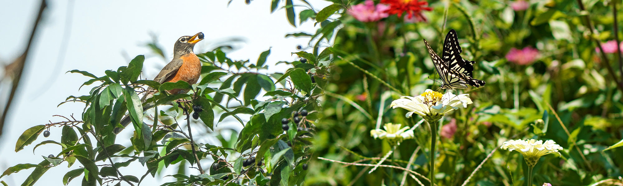 Un jardin refuge pour la biodiversité | -20%