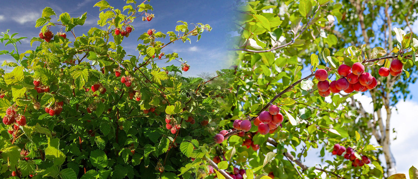 Les fruitiers | -30%