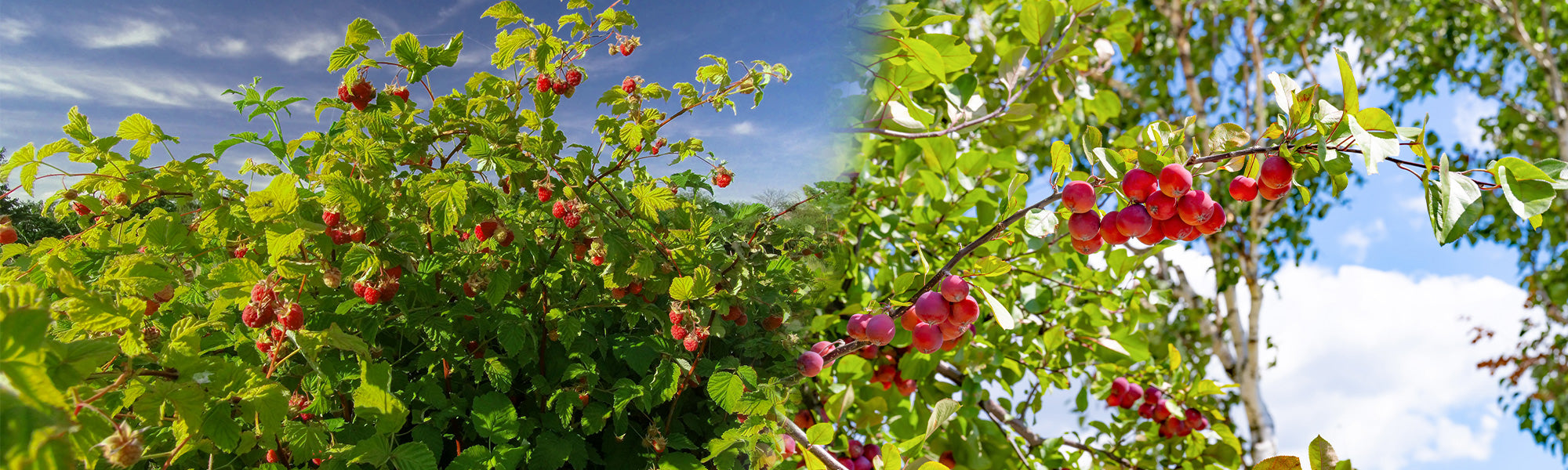 Les fruitiers | -30%
