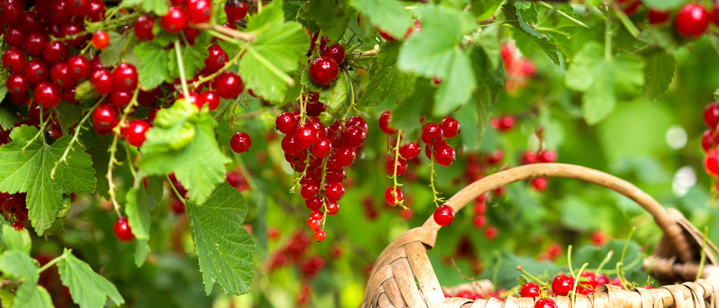 Petits fruits, grand plaisir | -25%