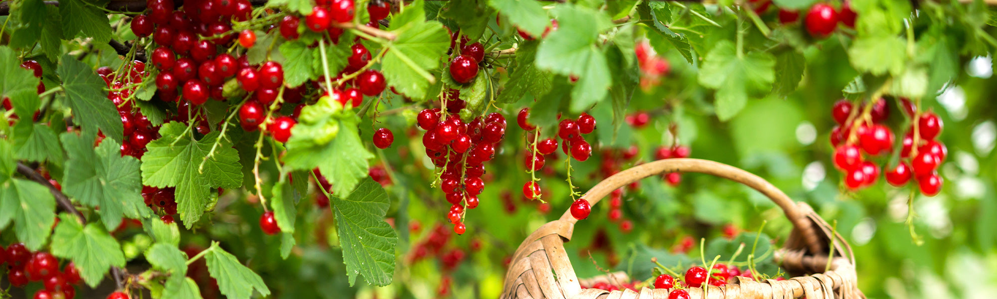 Petits fruits, grand plaisir | -25%