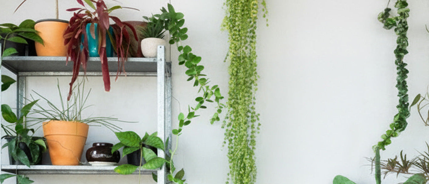 Les plantes tendances de la maison : jusqu’à -15% de remise