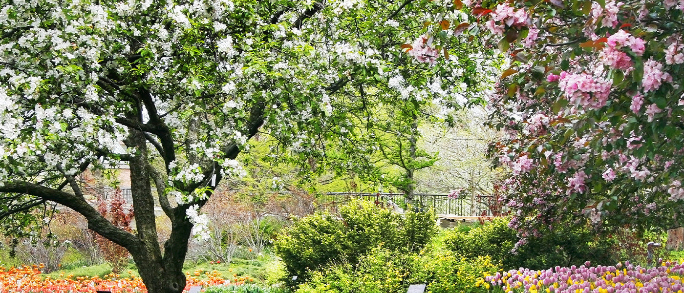 Le pouvoir des arbres : jusqu à -30%