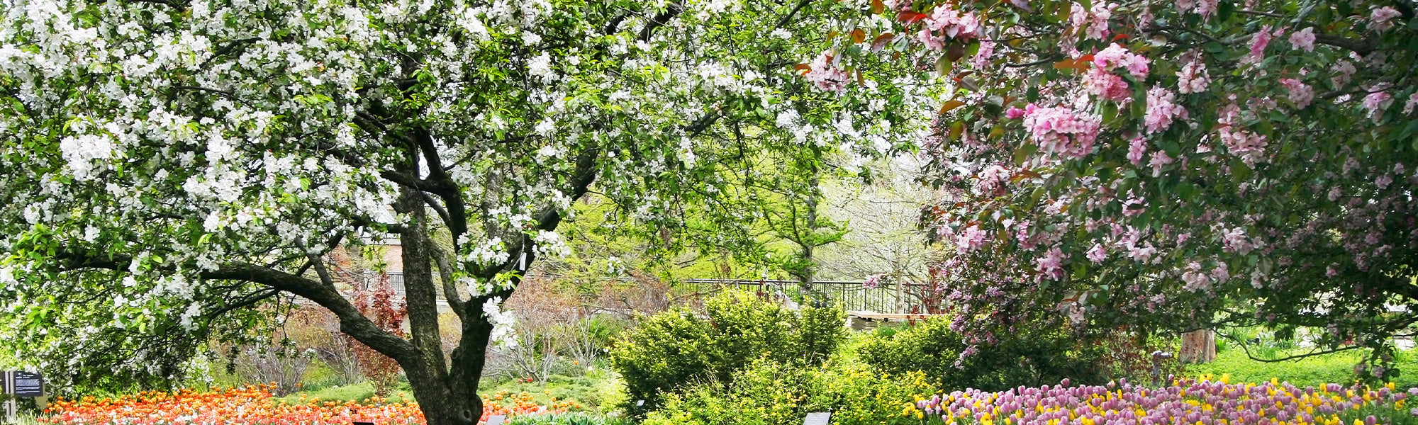 Le pouvoir des arbres : jusqu à -30%