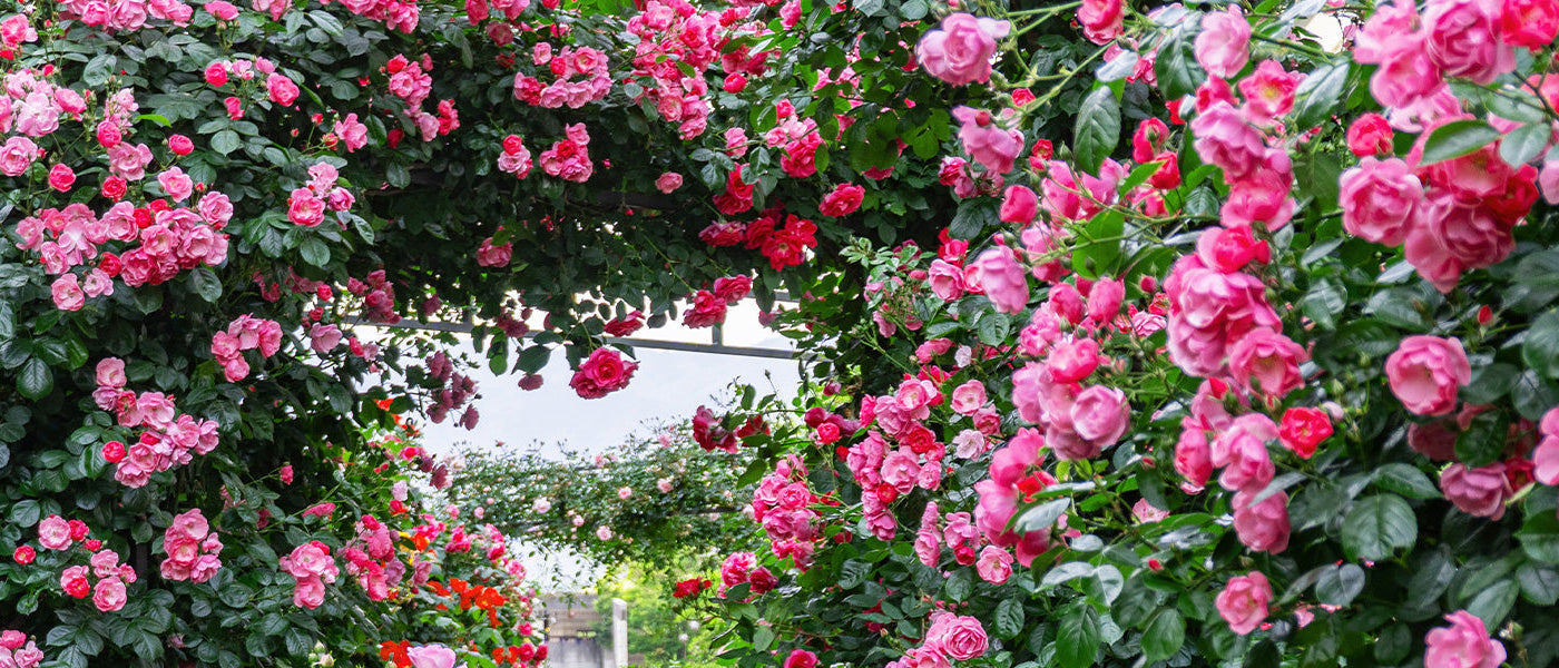 Les rosiers en racines nues | -30%