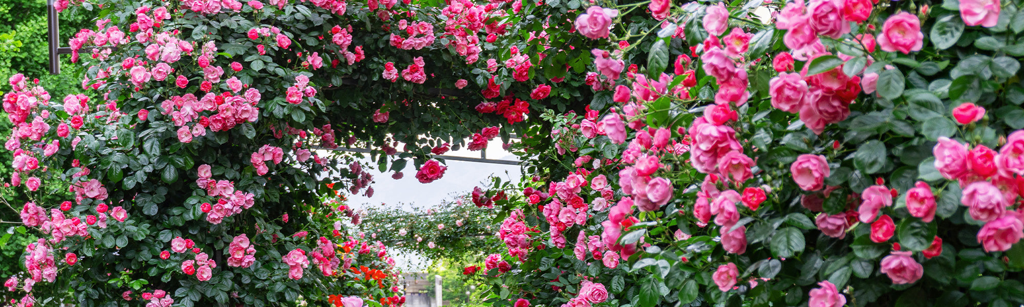 Les rosiers en racines nues | -20%