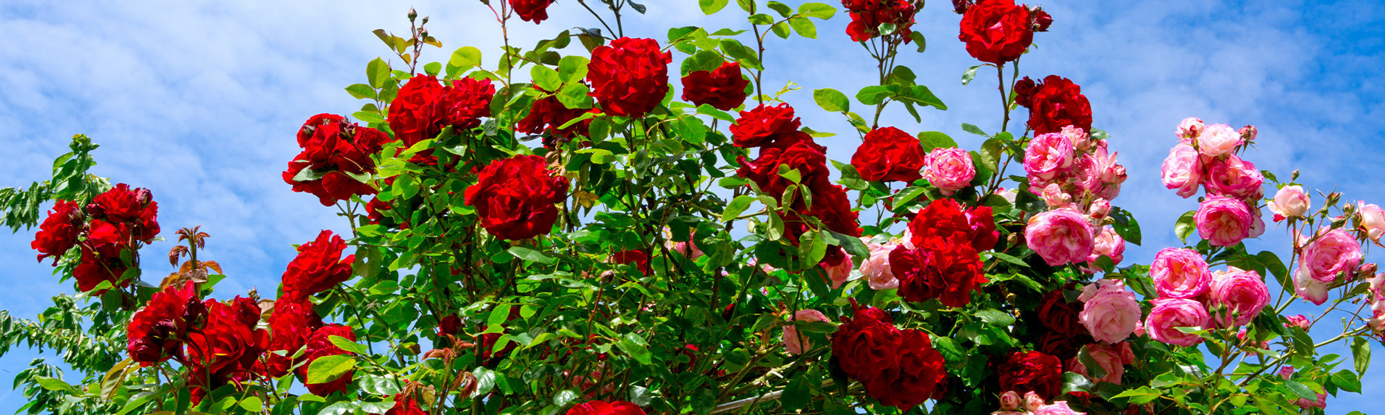 La saison des rosiers  : le 2ème rosier à -40% !