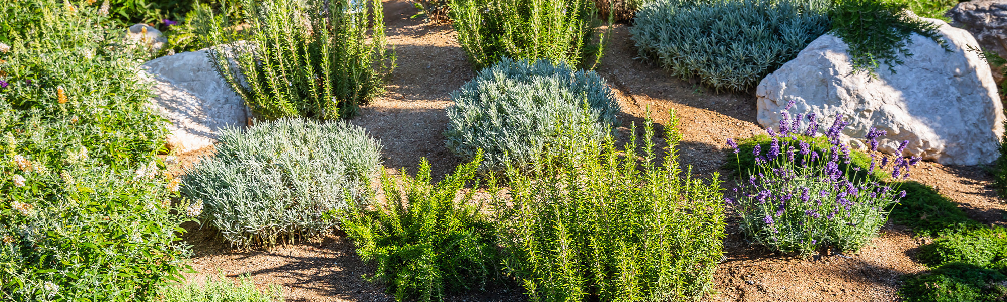 Notre sélection spéciale plantes pour sol sec !