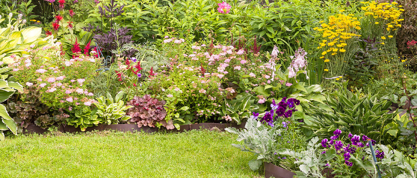 Jusqu'à -30% : vivaces à floraison estivale