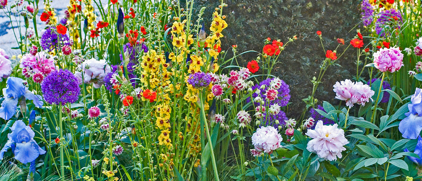 Vivaces à floraison estivale | -30%