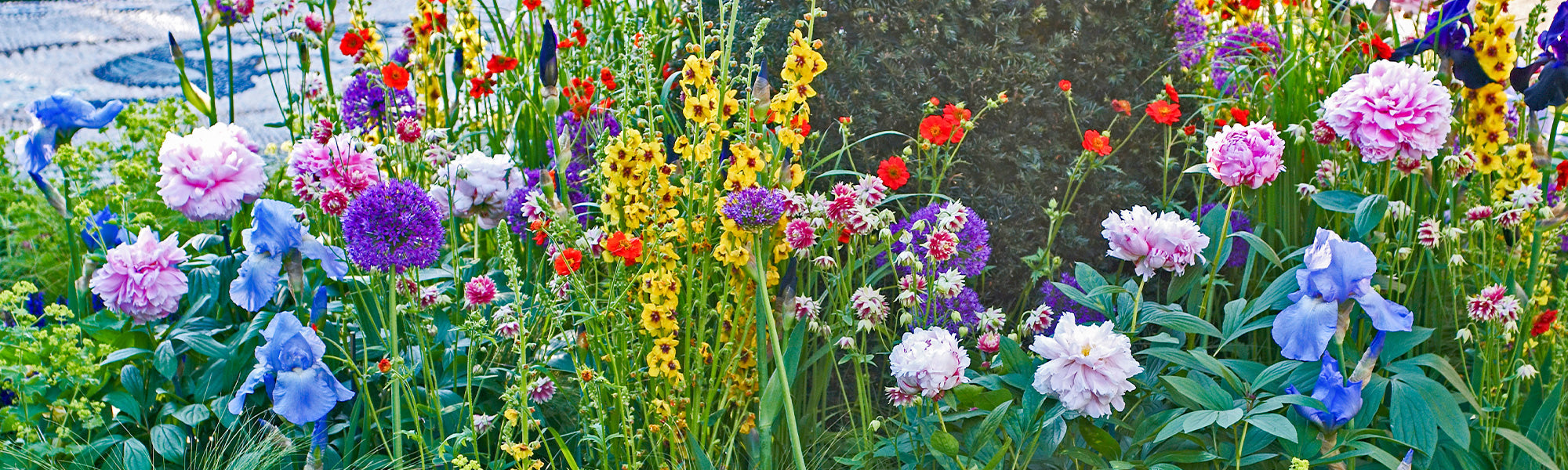 Vivaces à floraison estivale | -30%