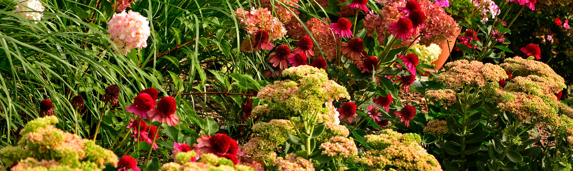 Le 2ème article à -30% : de belles plantes même en plein été !
