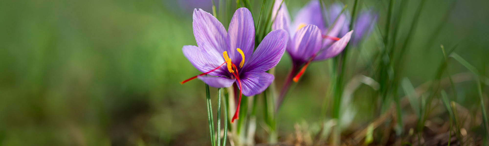 Focus sur le Crocus Safran