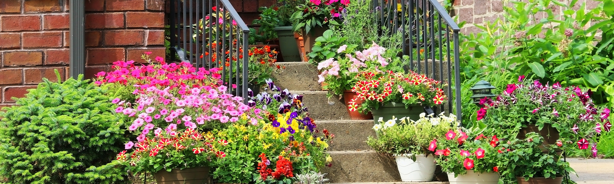 La nature en ville : la 2ème plante à -30% !
