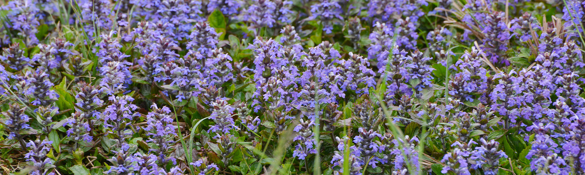 Bugle de Genève - Ajuga genevensis